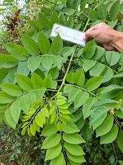 Daun Gamal – Gliricidia sepium Dried Leaves