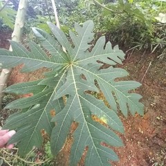 Dried Papaya Leaves Ceylon Organic Natural For Immunity Boost (Carica Papaya)50g
