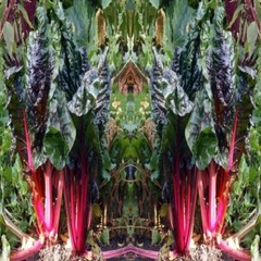 TURKEY RHUBARB ROOT 100 Vegetarian Capsule