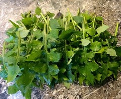 1 oz STRONG WILD LETTUCE Tincture w/Extract Paste 100% Natural 2X Pain Relief ++