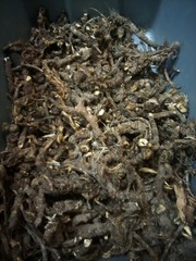 Osha Roots ( Ligusticum porteri )