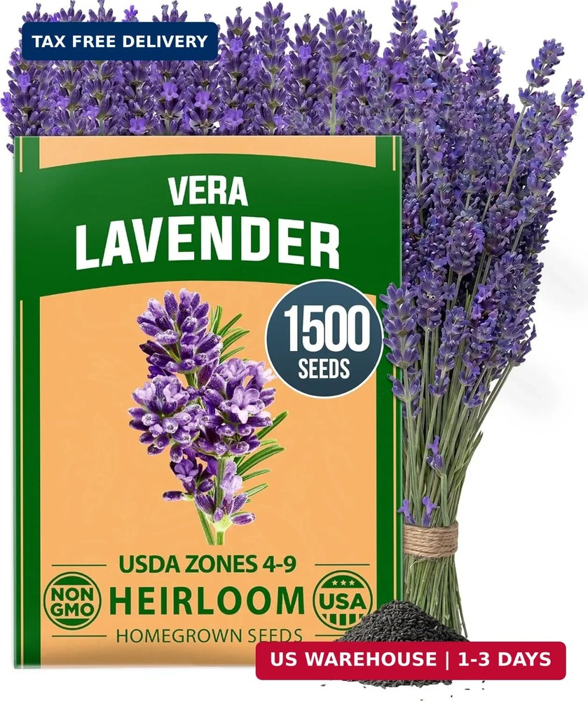 HOME GROWN Non GMO English Lavender Seeds 1,500+ Wildflower Seed for Planting In