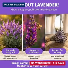 HOME GROWN Non GMO English Lavender Seeds 1,500+ Wildflower Seed for Planting In
