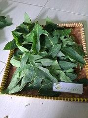 Daun Pepaya – Carica Papaya Dried Leaves