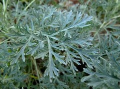 Mugwort Dried Cut ( Artemisia Vulgaris ) ORGANIC from Carpathian mountain UA