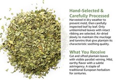 Plantain Leaf Tea (Plantago Major) – Dried Loose Leaf Herb – Cut & Sifted