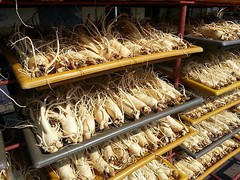 **Six years Korean Red Ginseng Root Powder 100% 120g* PANAX