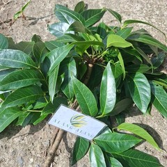 Daun Mahoni (Swietenia mahagoni) Dried Leaves