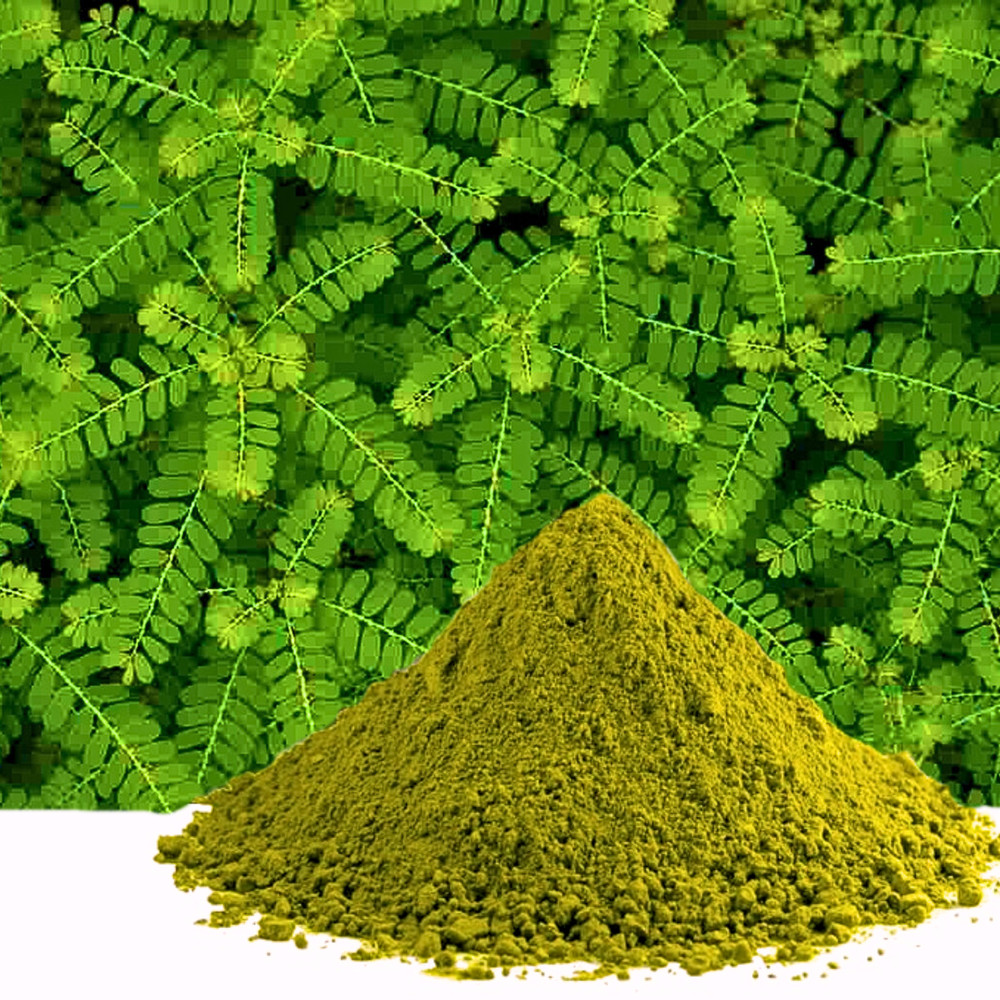 Chanca Piedra Leaf Powder | Organic Niruri Bhumiamalaki Phyllanthus Stone Breake