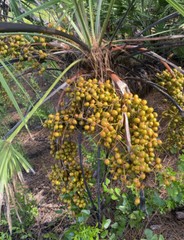 Bulk dried organic saw palmetto berries 10LBS