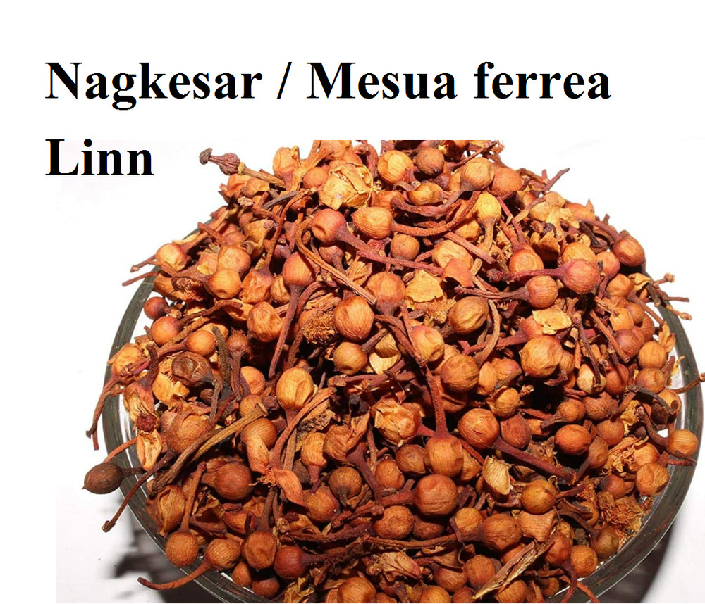 100% Pure Mesua ferrea Linn , Nagkesar lal , Ceylon Ironwood