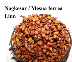 100% Pure Mesua ferrea Linn , Nagkesar lal , Ceylon Ironwood