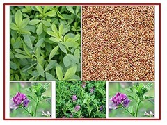Alfalfa Seeds Lucerne Seeds Medicago Satia Seeds Alfa Seeds Grass Seeds – F/S