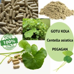 POWDER CENTELLA ASIATICA GOTU KOLA PEGAGAN Organic Wild Crafted pure Herbal