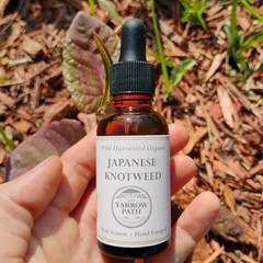 Organic Japanese Knotweed Extract, Knotweed tincture, Wild Hu zhang