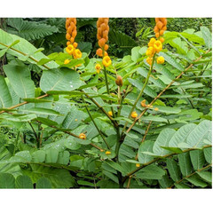 Cassia Alata Leaves organic sun dried skin care Natural Herbal Ayurvedic Herb