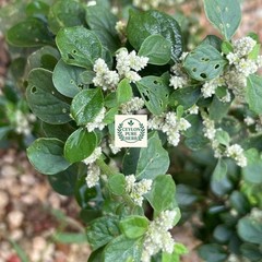 Aerva Lanata Polpala Dried Herbal Tea Organic Kidney Detox Drink Ceylon Remedy
