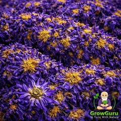 Blue Lotus Dried Flower Nymphaea Caerulea Herbal Tea 100% Natural Botanical Herb
