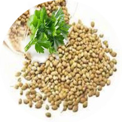 CILANTRO CORIANDER SEED With Absolutely No Additives Potency 100 Vegetarian Caps