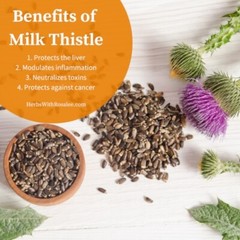Milk Thistle Organic Tincture Handcrafted on a New Moon Aged 1 Year