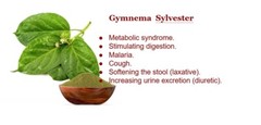 Gymnema Sylvester (Gurmar) Powder 75% Leaf Extract