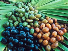 saw palmetto herb – Saw Palmetto Berry 500mg – prostate formula 1 Bottle