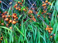 100 Veg Caps Gumby Gumby Size 00 = 30% More 100% Pittosporum Angustifolium