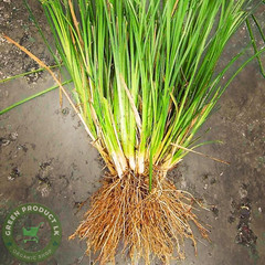 Vetiver Roots Powder | 100% Organic Natural Khas | Skin Hair care Soothing Herb