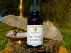 Organic Japanese Knotweed Extract, Knotweed tincture, Wild Hu zhang