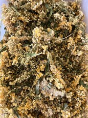 Dried Goldenrod