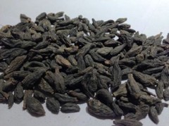 HARITAKI Myrobalan black Terminalia chebula Himej kali choti harad whole Inknut*