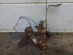 Chaney Root – SMILAX BALBISIANA Cocolmeca ROOTED LIVE PLANT- Herbal 1.5Lbs