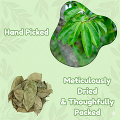 Soursop leaves, soursop leaf – 3.5 oz – Natural organic graviola leaves for tea