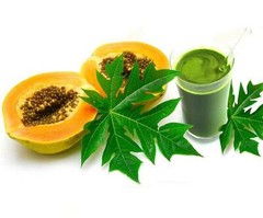 Organic PAPAYA LEAF Powder | Carica papaya | Dry Paw Paw Powder 2oz/4oz/8oz/16oz