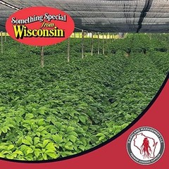 Dairyland American Ginseng Roots 西洋参 – 8 oz Pack of Wisconsin Ginseng Root – …