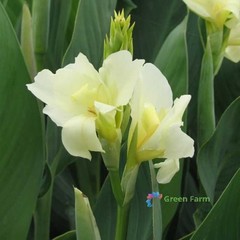 2 Bulbs Cream White Canna Lily Rare Tropical Perennial Exotic Plant Home Garden