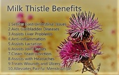 immune support powder – MILK THISTLE 80% EXTRACT 245MG 1B – milk thistle organic