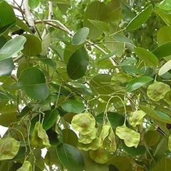 Red Sandalwood Seeds (250gm) Pterocarpus Santalinus Lal Chandan | Raktachandan l