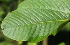25g Sun-Dried Cassia Alata Leaves Powder Organic Herbal Skin Care Fresh Herb