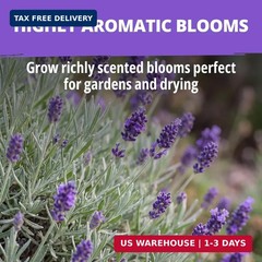 HOME GROWN Non GMO English Lavender Seeds 1,500+ Wildflower Seed for Planting In