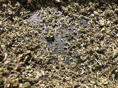 No.37 Herb Blend Mix – Marshmallow Damiana Mullein Red Raspberry Lavender – 1 oz