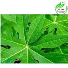 Papaya Leaves Capsules(600mg) Organic Carica papaya pawpaw papaia tree melon