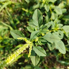 Daun Bayam Duri – Dried Amaranthus spinosus