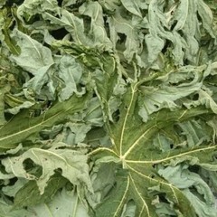 Daun Pepaya – Carica Papaya Dried Leaves