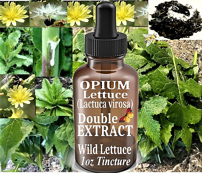 1 oz STRONG WILD LETTUCE Tincture w/Extract Paste 100% Natural 2X Pain Relief ++