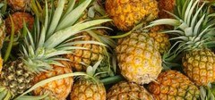 Pineapple powder 16oz (453g) Freeze Dried Kosher Vitamin B, C Rich SoFruta
