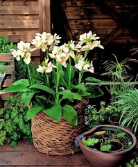 2 Bulbs Cream White Canna Lily Rare Tropical Perennial Exotic Plant Home Garden