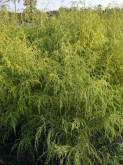 Dogfennel – Dried Herb Wild Mayweed – Eupatorium cappillifolium – CHOOSE 0.5 – 4