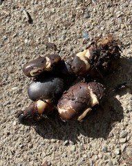 100 Seeds Black Organic Mucuna Beans Mucuna Pruriens For Growing And Food