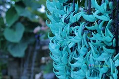 5 Seeds Strongylodon Macrobotrys Turquoise Jade Vine Beautiful Ornamental Plants